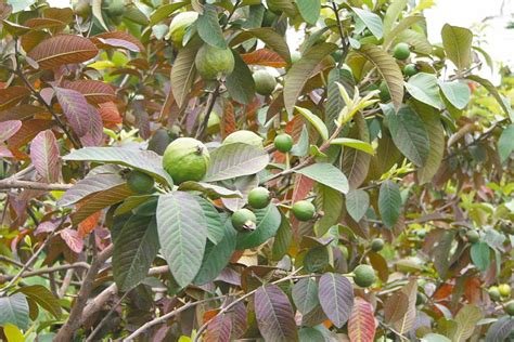 榕樹芭樂可以吃嗎|顧肺、促排便、降致癌風險…「芭樂」好處多到爆！光。